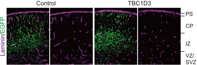 Figure 5—figure supplement 1.