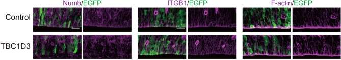 Figure 1—figure supplement 2.