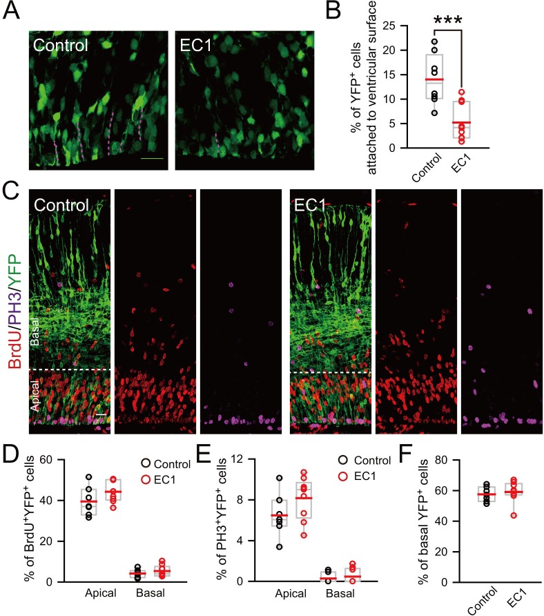 Figure 2—figure supplement 3.