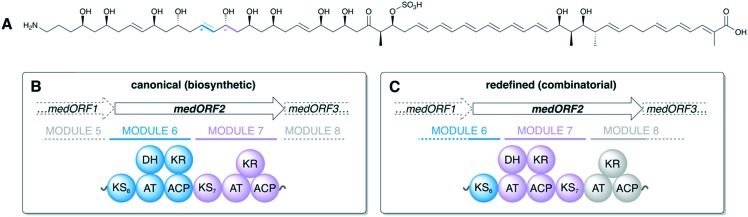 Fig. 12