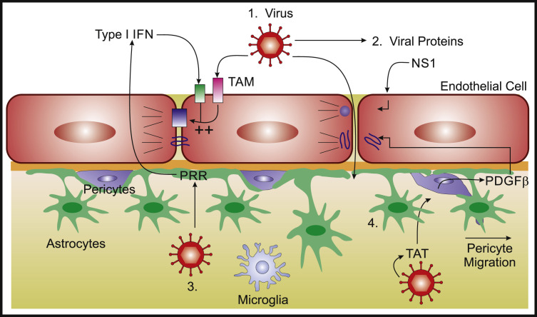 Figure 2