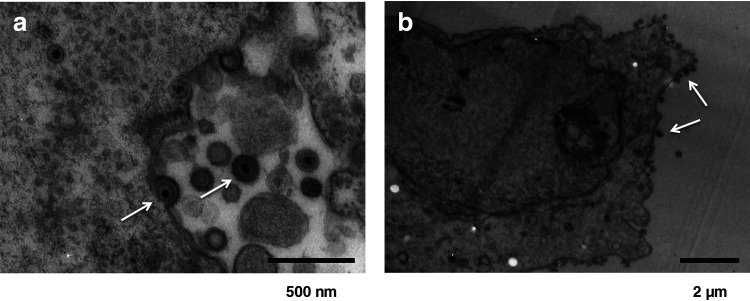 FIG 1