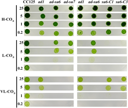 Figure 2.