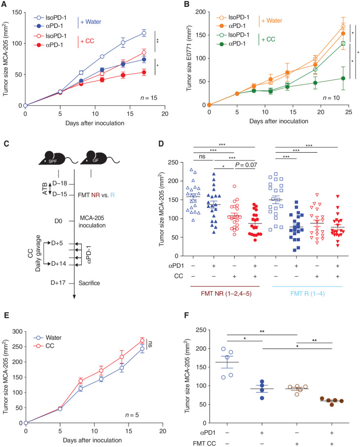 Figure 1. CC supplementation is associated with antitumor activity that is microbiome dependent and circumvents the αPD-1 resistance in mice conferred by FMT from NR patients with NSCLC. A and B, Tumor growth kinetics in SPF C57BL/6 mice after sequential injections of αPD-1 or IsoPD-1 and daily oral gavage with CC or water are depicted for (A) MCA-205 sarcoma (n = 15 mice/group) and (B) E0771 breast cancer (n = 10 mice/group). C, Experimental design of avatar mice experiments. FMT from feces samples from NR and R patients with NSCLC were individually performed in GF C57BL/6 mice or after 3 days of ATB in SPF C57BL/6 mice. Two weeks later, MCA-205 tumors were inoculated, and daily gavage with CC or water was performed in combination with sequential injections of αPD-1 or IsoPD-1. D, Pooled analysis of the mean tumor size ± SEM at sacrifice post-FMT from four NR (NR1–2, 4–5) and four R (R1–4) groups for each CC and water group. Each symbol represents one mouse. E, MCA-205 tumor kinetics in mice reared in GF conditions and receiving daily oral gavage with CC or water (n = 5 mice/group). F, Tumor size at sacrifice of mice bearing MCA-205 treated with αPD-1 or IsoPD-1 in combination with daily FMT with mouse feces previously supplemented with CC. Each circle represents one mouse. Means ± SEM are represented in all experiments. ns, nonsignificant; *, P < 0.05; **, P < 0.01; ***, P < 0.001.