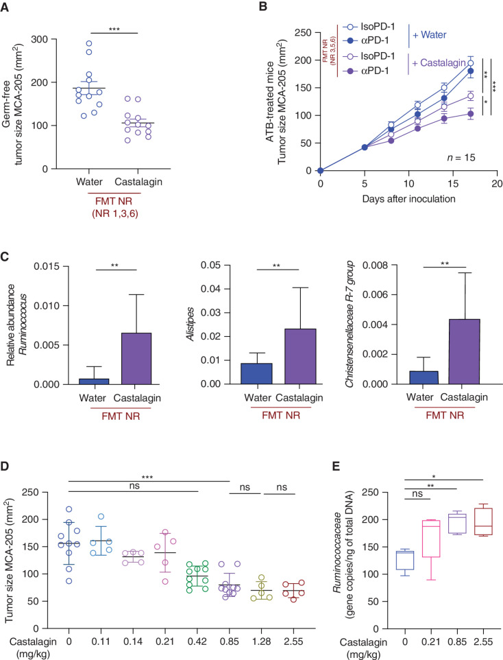 Figure 6. Castalagin circumvents αPD-1 resistance in mice conferred by FMT from NR patients with NSCLC and influences the microbiome composition in a dose-dependent manner. A, FMT of stool sample from three NR patients with NSCLC (NR 1, 3, and 6) was performed in GF C57BL/6 mice (n = 12/group). Two weeks later, MCA-205 sarcoma cells were inoculated, and mice received a daily oral gavage with castalagin or water. B, MCA-205 tumor growth kinetics in the ATB-avatar model after FMT from three NR patients (NR 3, 5, and 6) with daily oral supplementation with castalagin or water in combination with αPD-1 or IsoPD-1. C, Relative abundance analysis results after 16S rRNA sequencing analysis of Ruminococcus, Alistipes, and Christensenellaceae R-7 group between castalagin and water groups in the NR FMT experiments. D, MCA-205 tumor size at sacrifice of mice that received daily oral gavage of castalagin with increasing concentrations from 0 mg/kg to 2.55 mg/kg. E, Real-time PCR of DNA extracted from mouse feces after 6 days of oral gavage with water or castalagin at 0.21, 0.85, and 2.55 mg/kg, using specific primers for Ruminococcaceae detection in the MCA-205 experiment (n = 5/group). Means ± SEM are represented. ns, nonsignificant; *, P < 0.05; **, P < 0.01; ***, P < 0.001.