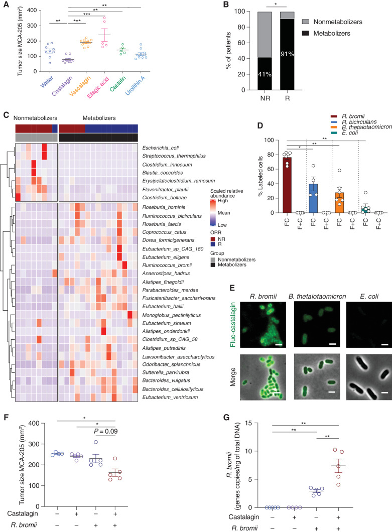 Figure 7. Castalagin and not its metabolites provides antitumor activity and directly interacts with the cellular envelope of Ruminococcus. A, Tumor size at sacrifice of mice that received castalagin or its downstream metabolites or its diastereomer vescalagin. Structures of these compounds are shown in Supplementary Fig. S13. B, Relative proportion of castalagin metabolizers and nonmetabolizers based on ex vivo castalagin metabolism assays using fecal samples from NSCLC ICI-responder (R; N = 11) and ICI-nonresponder (NR; N = 12) patients. Associations between ex vivo castalagin metabolism and patient response status were determined using the Fisher exact test on the number of patients in each category (P = 0.0272). Detailed assignments of metabolic phenotypes (metabotypes) for patients are reported in Supplementary Fig. S15B. C, Heat map representation of metagenomic microbiome sequencing from 23 patients with NSCLC amenable to ICI and segregated between castalagin nonmetabolizer and metabolizers. ORR, objective response rate. D, Labeling experiments on R. bromii, R. bicirculans, E. coli, and B. thetaiotaomicron. Cells were incubated with either 2 μmol/L fluo-castalagin (FC) or 2 μmol/L free fluorescein and free castalagin (F + C) for 1 hour at 37°C. Each circle represents one independent experiment. E, Representative epifluorescence microscopy images of fluo-castalagin–labeled R. bromii, E. coli, and B. thetaiotaomicron. Merge represents superimposed images of fluorescence and phase contrast. Scale bar, 2 μm. F, Tumor size at sacrifice of GF mice bearing MCA-205 treated with castalagin or water in combination with oral gavage with R. bromii or PBS. Each circle represents one animal. G, Real-time qPCR of DNA extracted from mouse feces using specific primers for R. bromii detection in GF mice bearing MCA-205 tumors. Mean ± SEM represented. *, P < 0.05; **, P < 0.01; ***, P < 0.001.