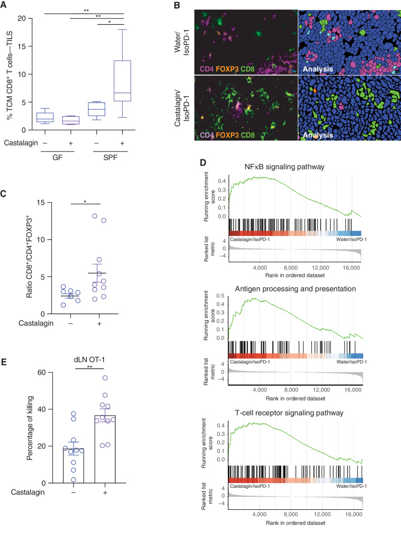 Figure 5. Immune-potentiating effect of castalagin. A, Flow cytometry analysis of MCA-205 TIL and CD8+ TCM cell (CD45RB− CD62L+) subpopulation in the GF and SPF experiments comparing castalagin vs. water (n = 10 mice/group). B, Representative immunofluorescence images of MCA-205 tumors for CD8+, CD4+, and FOXP3+ cells in castalagin/IsoPD-1 and water/IsoPD-1 groups. C, Tumor immunofluorescence for CD8+/FOXP3+CD4+ cell ratio results for both groups shown in B. Each circle represents one tumor. D, Pathway classification from RNA-seq results using gene set enrichment analysis based on the KEGG database comparing castalagin/IsoPD-1 vs. water/IsoPD-1 groups of MCA-205 tumors. E, Percentage of killing of CD8+ T OT-1 cells from the draining lymph node (dLN) in mice treated with castalagin or water and immunized with CpG/OVA (n = 10 mice/group). *, P < 0.05; **, P < 0.01.