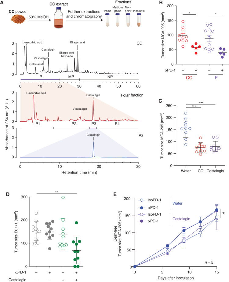 Figure 3. Identification of castalagin as the bioactive compound of CC with similar antitumor activity. A, Schematic of the CC fractionation procedure and summary of chromatograms (λ = 254 nm) showing the isolation of bioactive fractions from CC: CC extract (top chromatogram) containing fractions polar (P), medium polar (MP), and nonpolar (NP). Representation of the polar fraction (middle chromatogram) containing subfractions P1–4 and polar subfraction 3 (P3; bottom chromatogram). B, Tumor size at sacrifice of mice bearing MCA-205 treated with daily oral gavage with CC or P fraction (n = 10 mice/group). C, Tumor size at sacrifice in the MCA-205 model after daily oral supplementation with CC, castalagin at the standard concentration (0.85 mg/kg per mouse), or water (n = 10 mice/group). D, Tumor size at sacrifice of E0771-bearing SPF mice after sequential injections of αPD-1 or IsoPD-1 and a daily oral gavage with water or castalagin at the standard concentration (0.85 mg/kg per mouse; n = 10 mice/group). E, MCA-205 tumor kinetics in mice reared under GF conditions treated with sequential injections of αPD-1 or IsoPD-1 and a daily oral gavage with water or castalagin (n = 5 mice/group). Means ± SEM are represented in B–E. ns, nonsignificant; *, P < 0.05; **, P < 0.01; ***, P < 0.001.