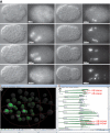 Fig 13
