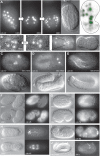 Fig 11