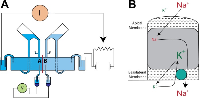 Fig. 1.