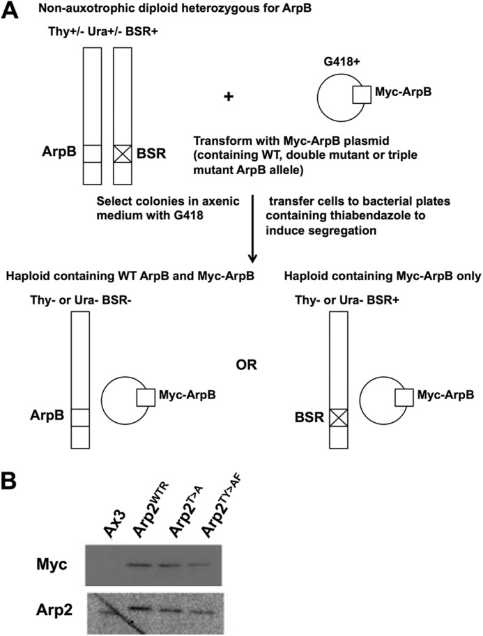 FIGURE 1.