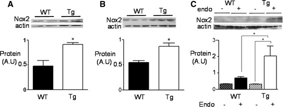 Fig. 1