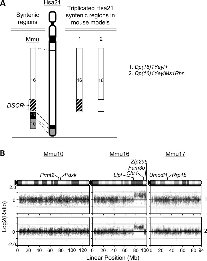 Figure 1.