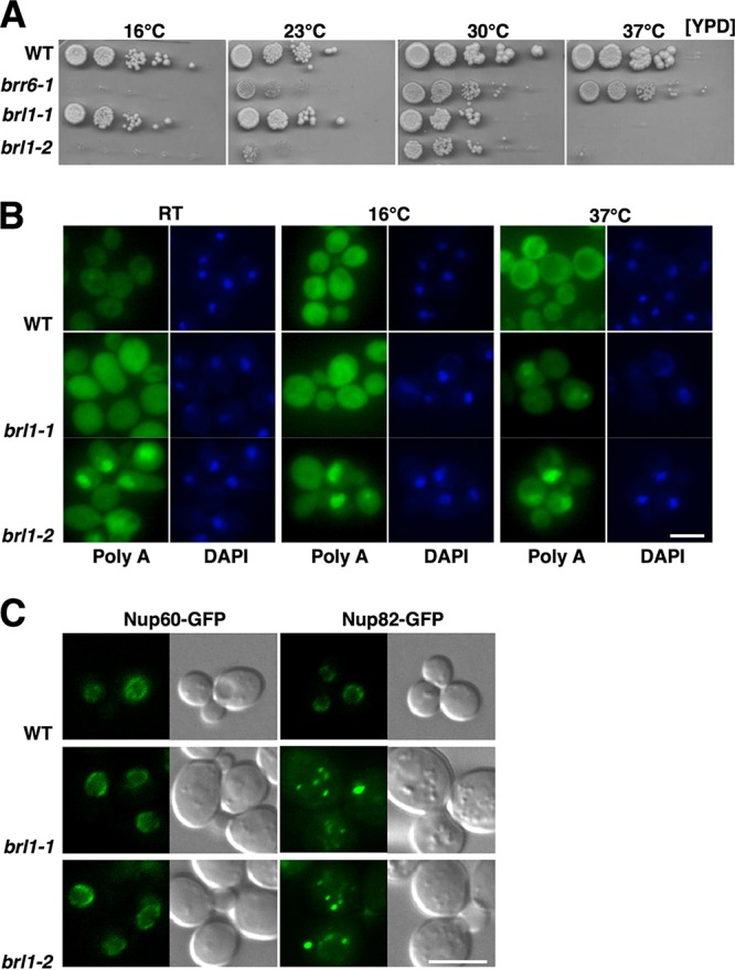 FIG 1