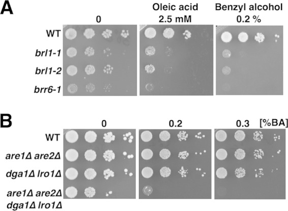 FIG 3