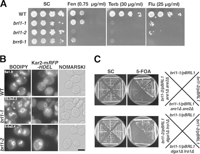 FIG 2