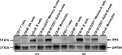 Figure 5—figure supplement 1.