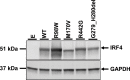 Figure 3—figure supplement 3.