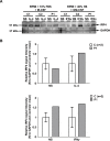 Figure 5—figure supplement 3.