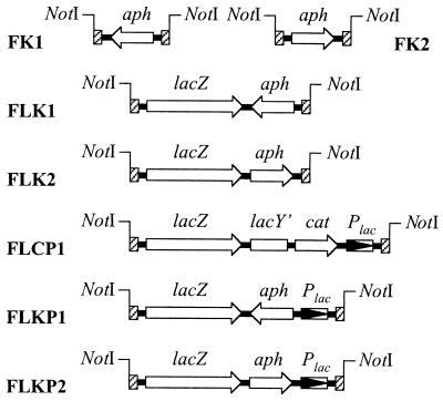 FIG. 2.