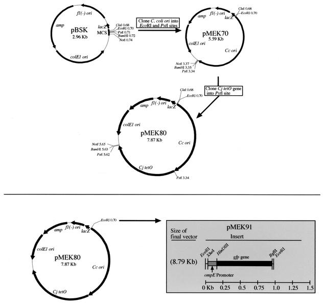 FIG. 1.