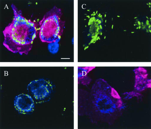 FIG. 4.