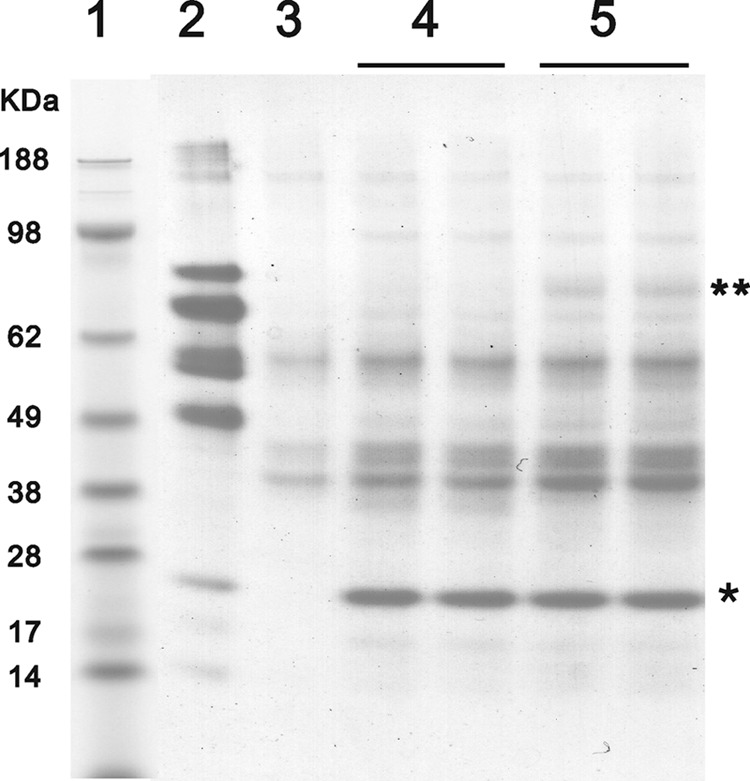 FIGURE 11.