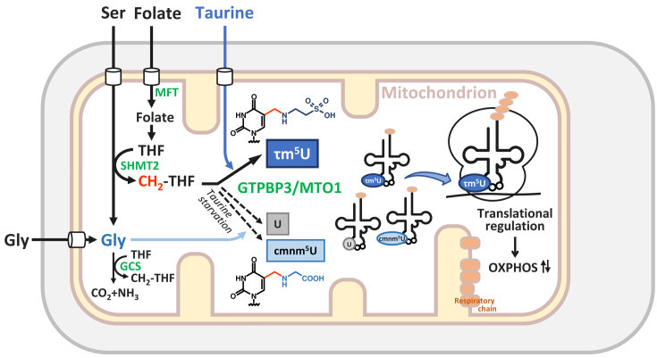 Figure 7.