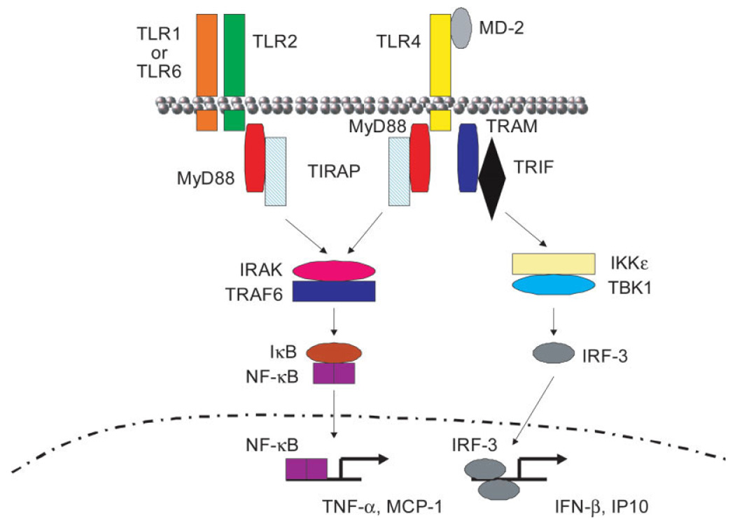 Fig. 1