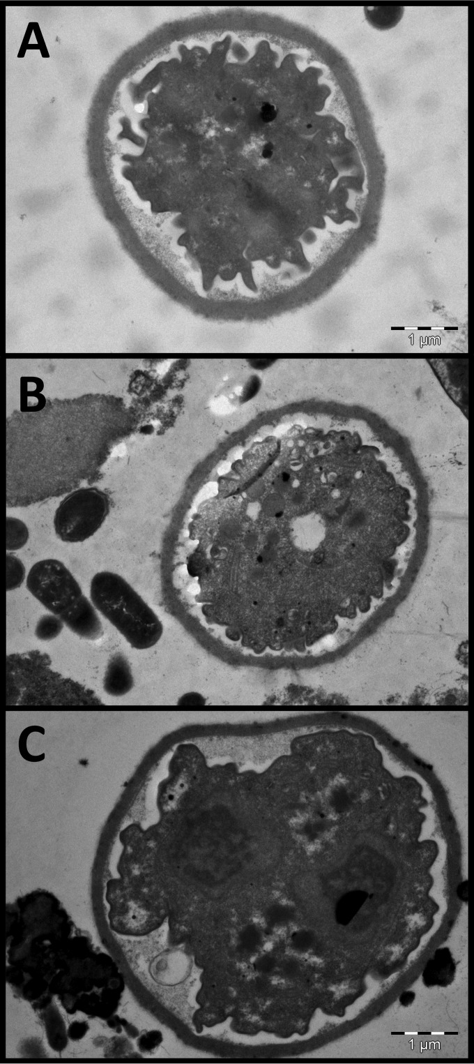 FIG 5