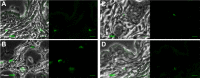 Figure 3—figure supplement 3.