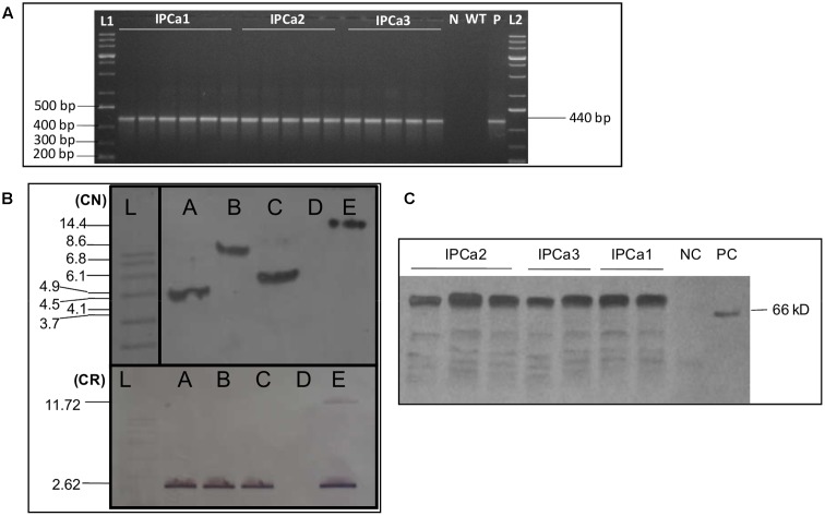 FIGURE 1