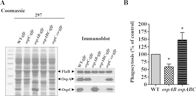 FIG 6