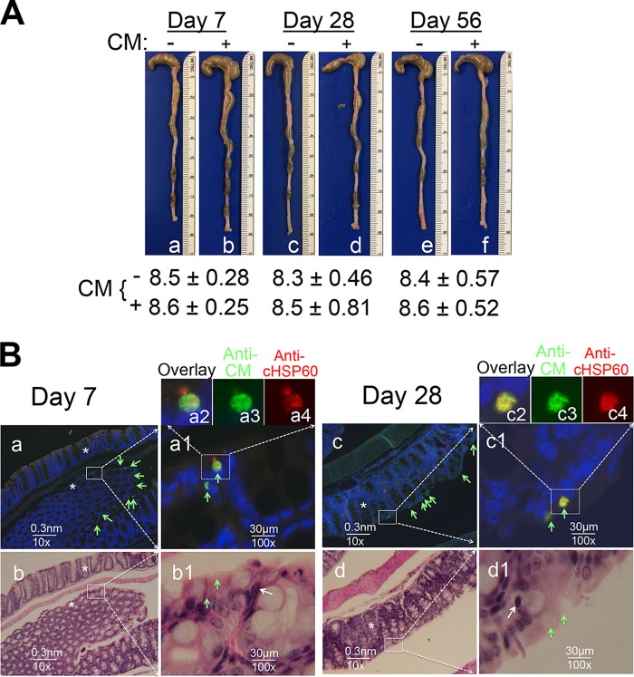 FIG 6