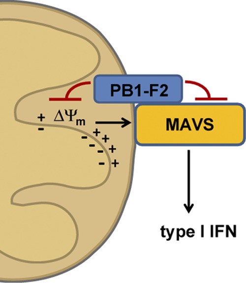 Fig 6