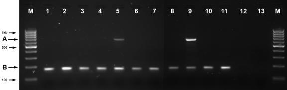 Figure  5. 