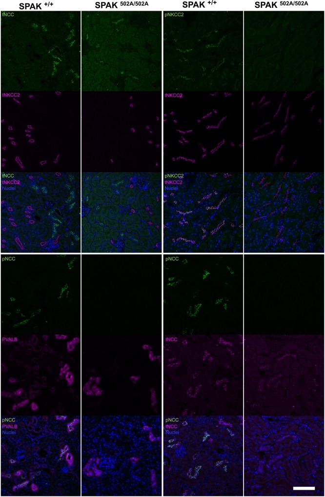 Figure 4.