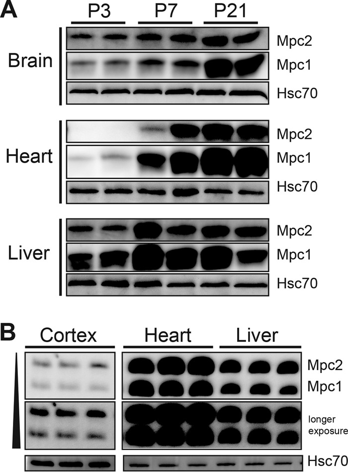 FIG 2