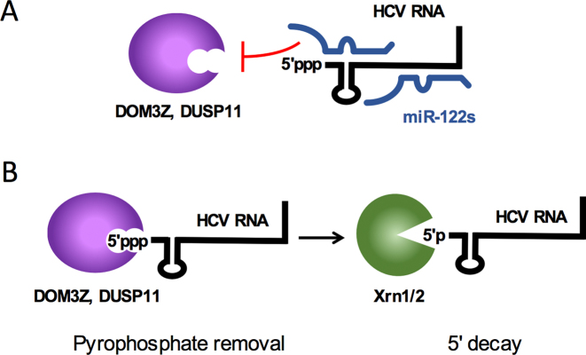 Figure 11.