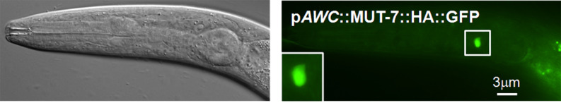 Figure 4—figure supplement 3.