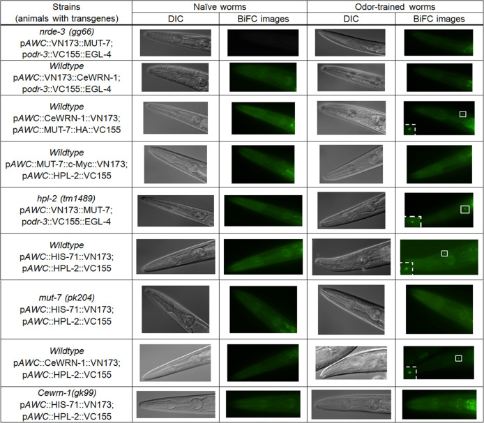 Figure 4—figure supplement 1.