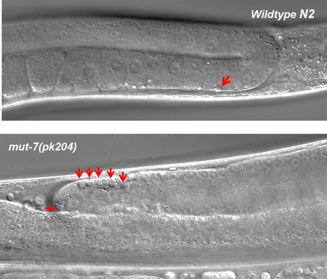 Figure 5—figure supplement 3.