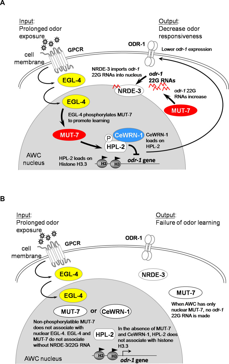 Figure 5.