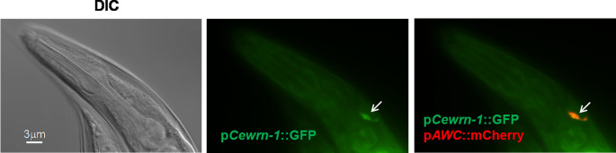 Figure 4—figure supplement 2.