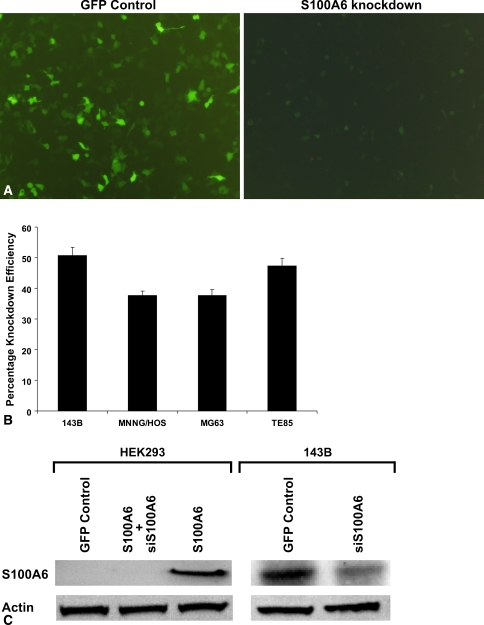 Fig. 3A–C