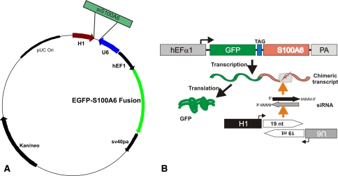 Fig. 1A–B