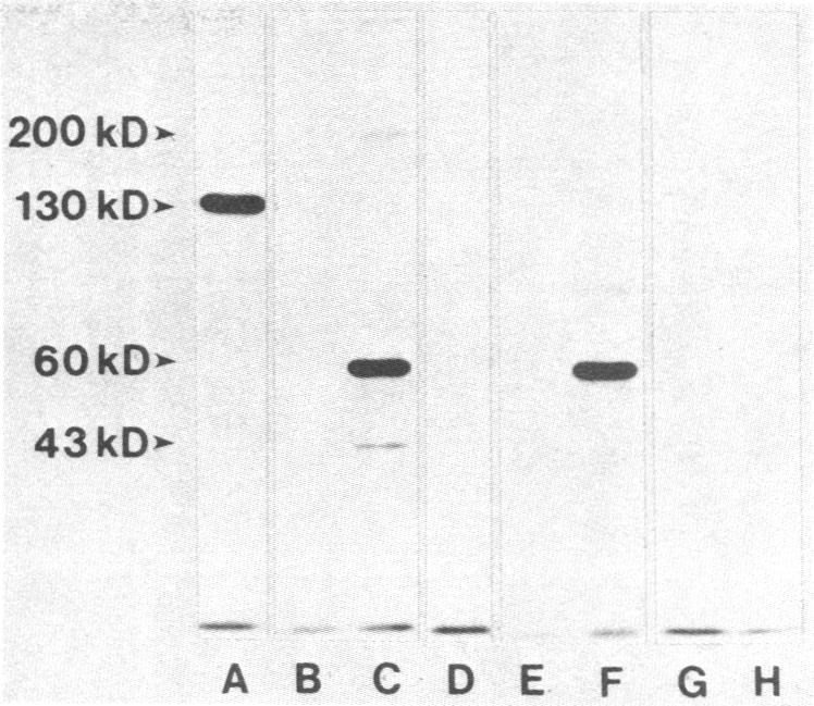 graphic file with name pnas00456-0209-a.jpg