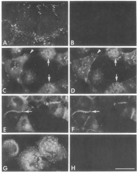 graphic file with name pnas00456-0210-a.jpg