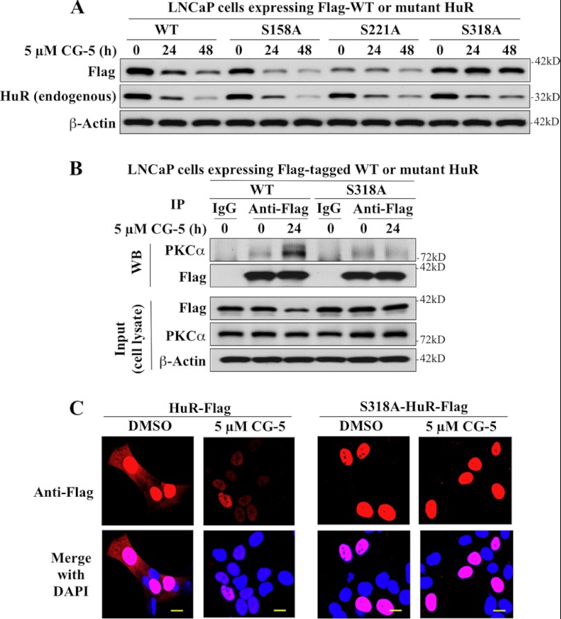 FIGURE 9.